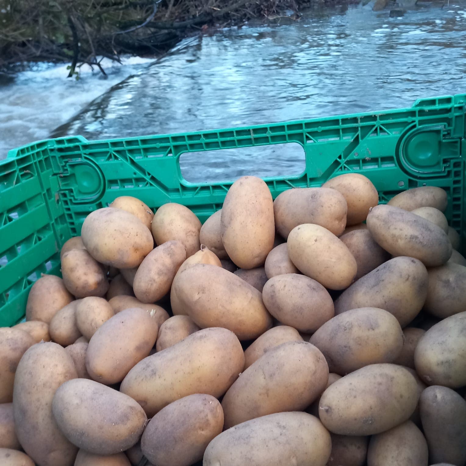 Pomme de terre grenailles