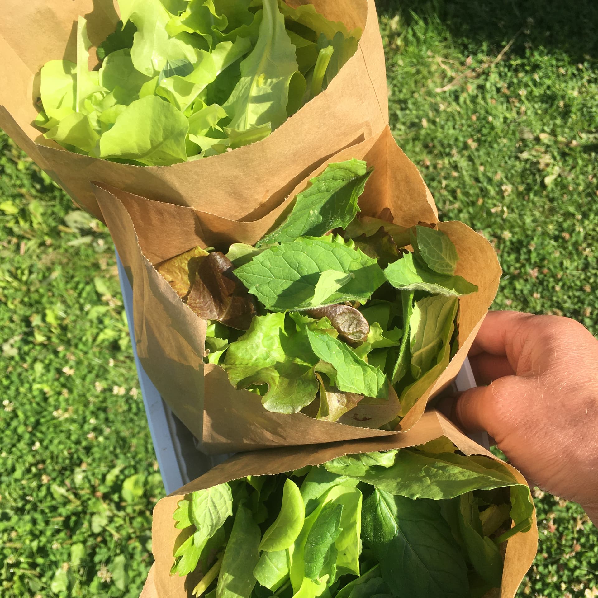 Mesclun Aquaponique