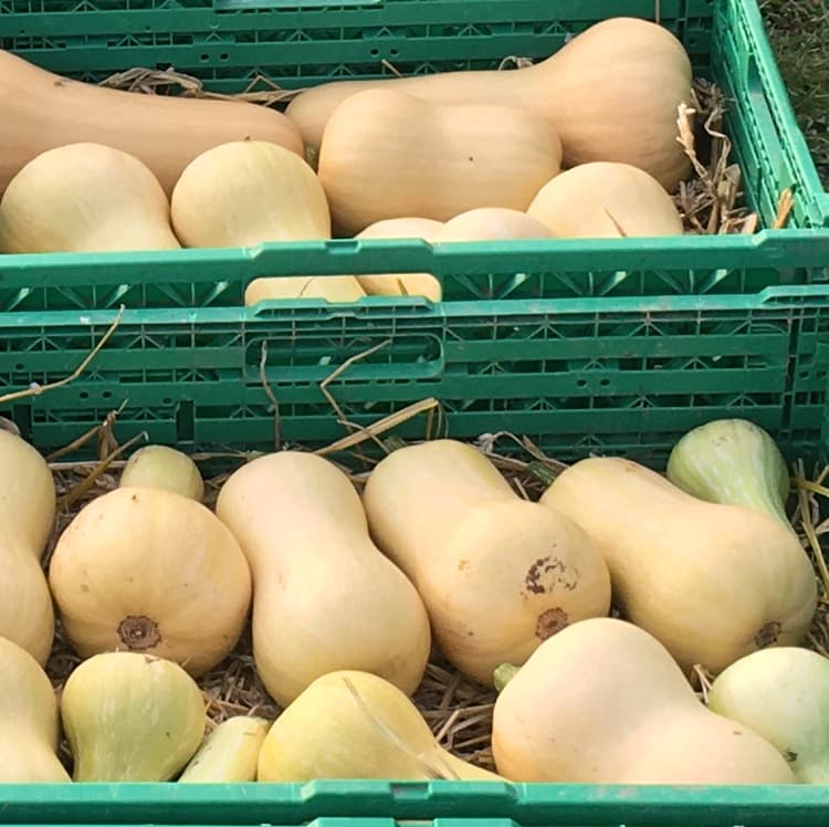 Butternut 