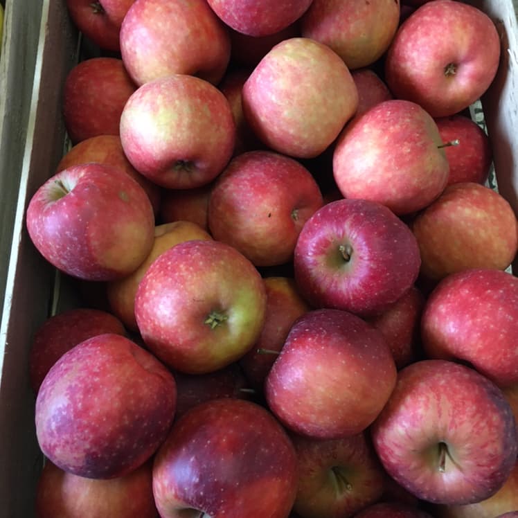Pomme Dalinette BIO