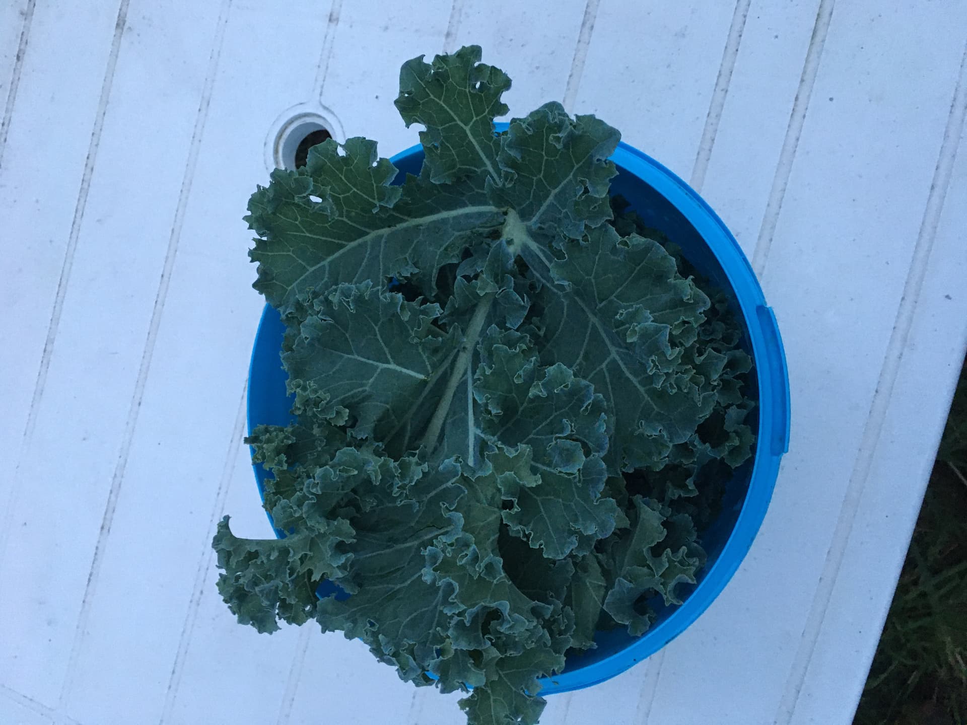Chou Kale Aquaponique